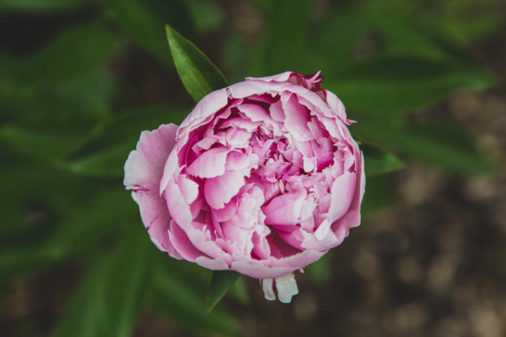 pink flower garden floral fresh pink flower garden floral fresh