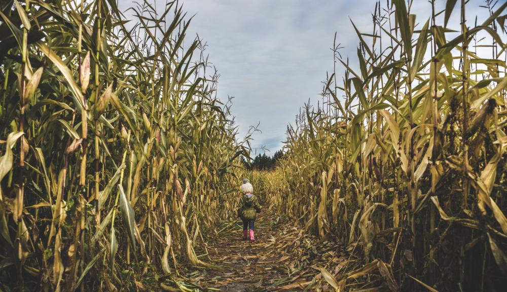 Little Girl Explores Corn Field Photo Little Girl Explores Corn Field Photo