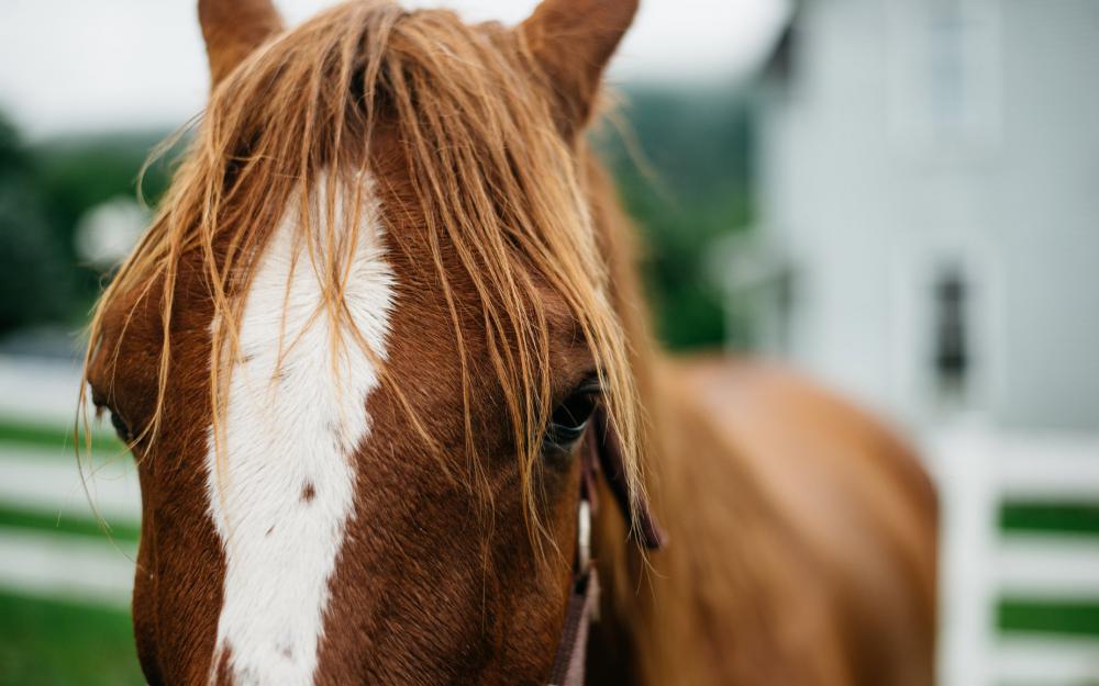 Horse At A Farm Photo Horse At A Farm Photo