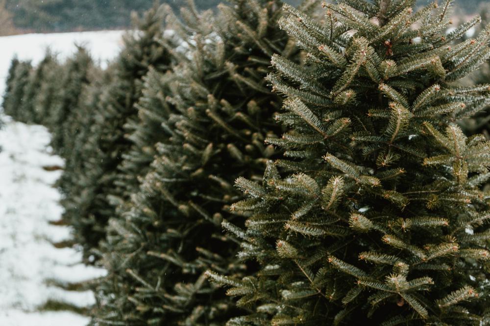Evergreen Tree Farm Photo Evergreen Tree Farm Photo