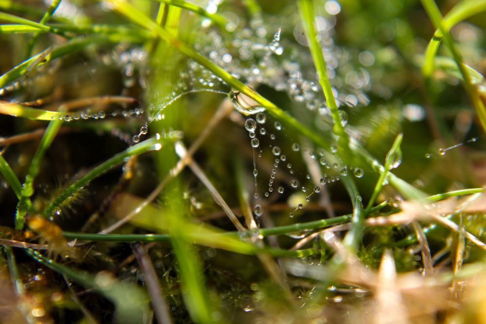 Morning Dew Web Photo Morning Dew Web Photo