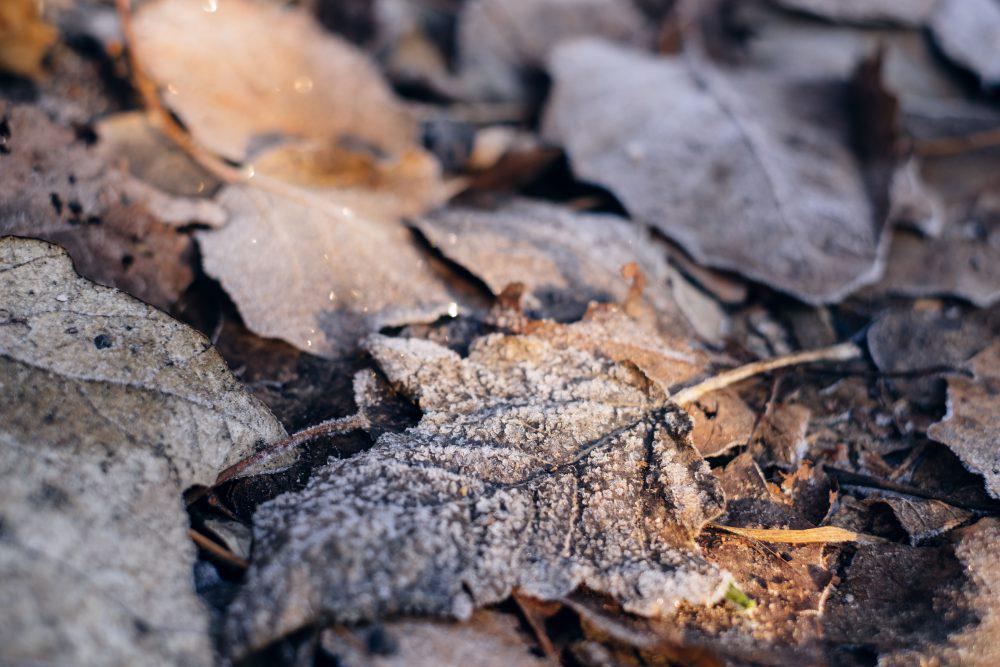 Frosted leaves 5 Frosted leaves 5