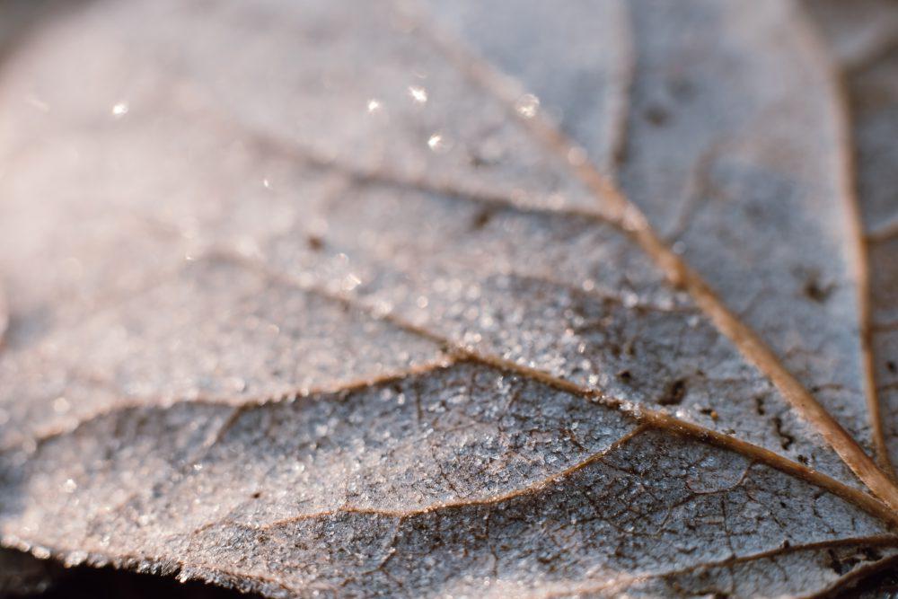 Frosted leaf closeup Frosted leaf closeup