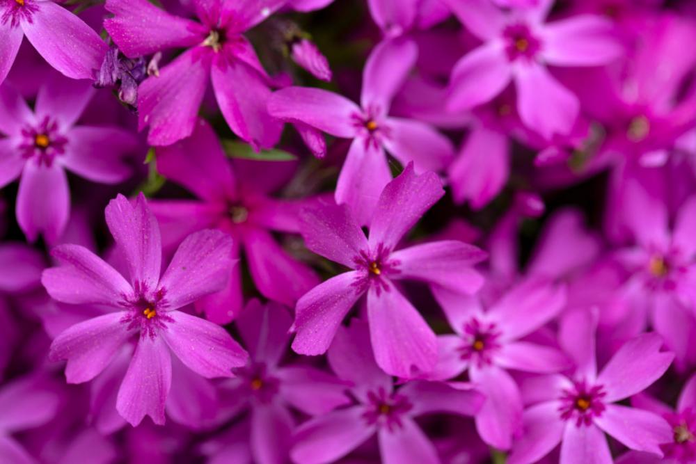 Purple Flowers Background Free Photo Purple Flowers Background Free Photo