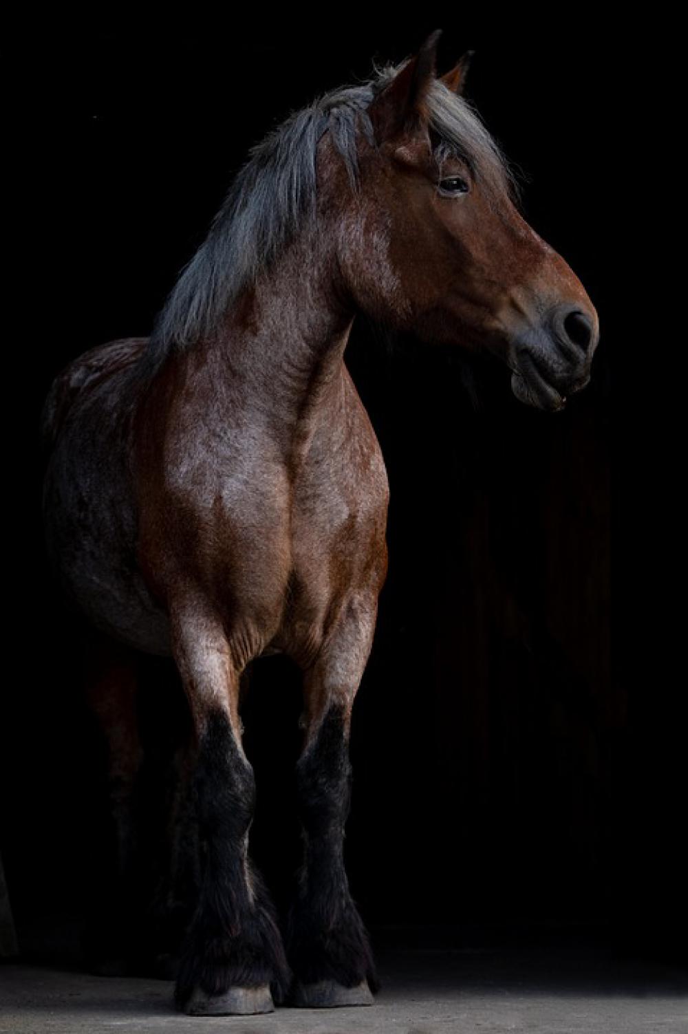 Horse Horse Head Livestock Strong Animal Mare Horse Horse Head Livestock Strong Animal Mare