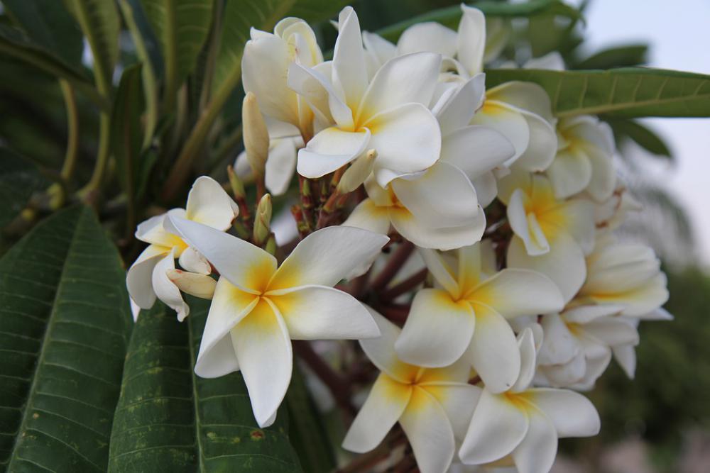 Israel White Flowers Flowers Israel White Flowers Flowers