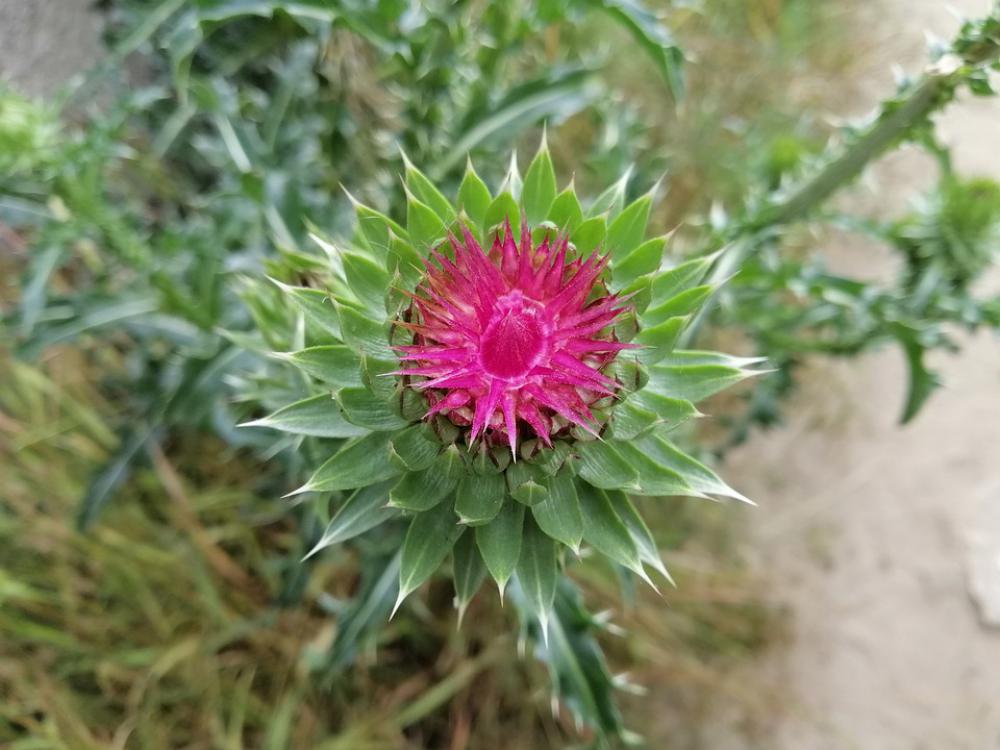 Plant The Kalyuchku Nature Thistle Plant The Kalyuchku Nature Thistle