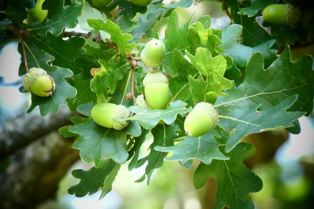 Acorns Oak Tree Tree Nature Oak Green Summer Acorns Oak Tree Tree Nature Oak Green Summer