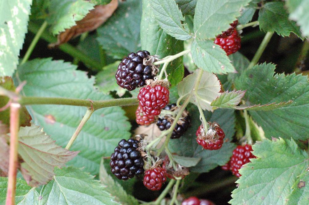Blackberry Nature Flowers Summer Plant Garden Blackberry Nature Flowers Summer Plant Garden