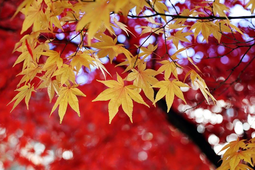 Autumn Leaves Autumn The Leaves Nature Colorful Autumn Leaves Autumn The Leaves Nature Colorful