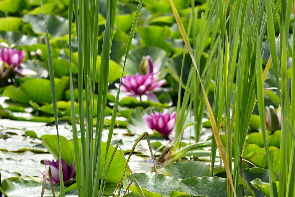 Pond Water Lilies Water Nature Nuphar Lutea Pink Pond Water Lilies Water Nature Nuphar Lutea Pink