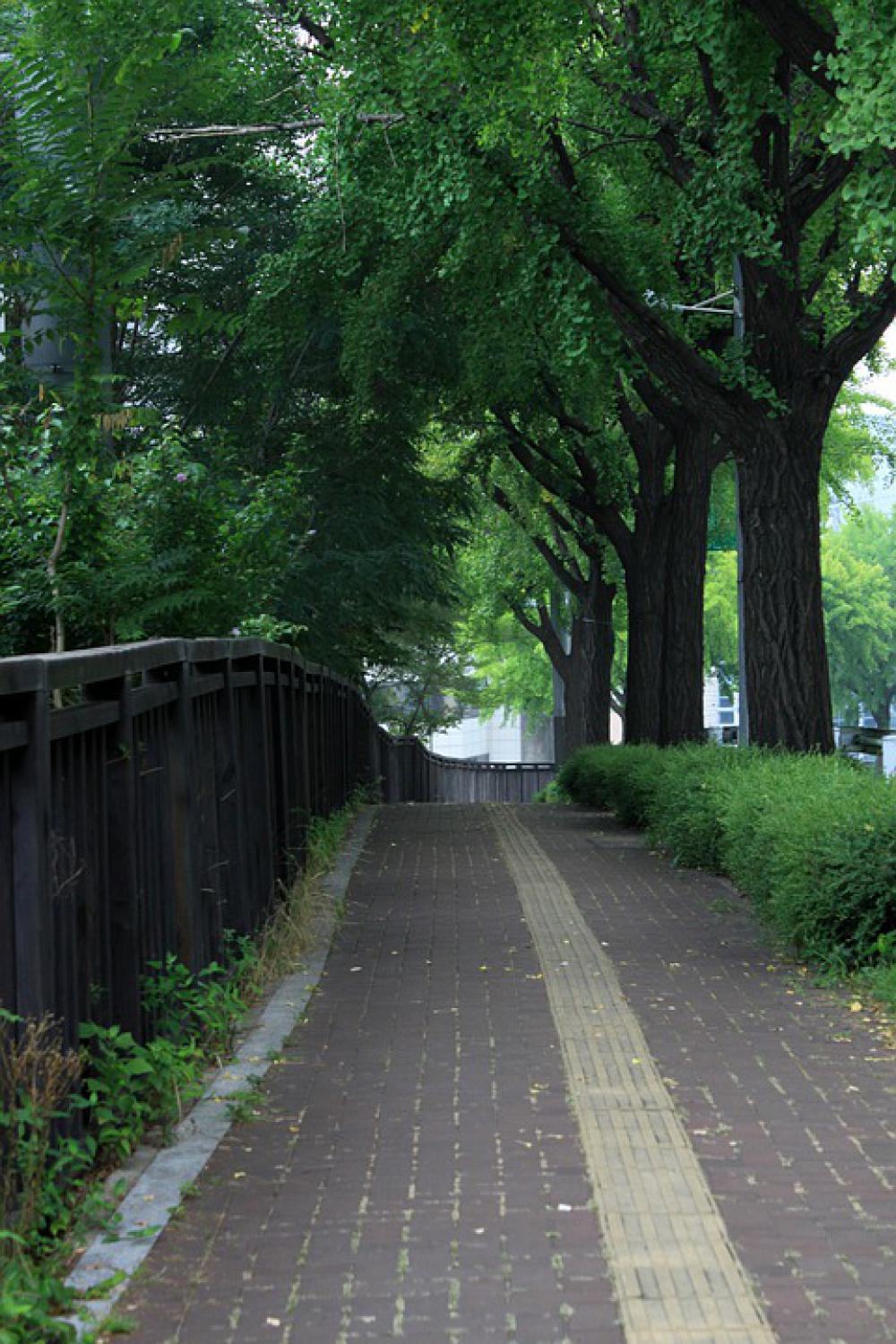 Gil Road Wood Forest Nature Landscape Street Gil Road Wood Forest Nature Landscape Street