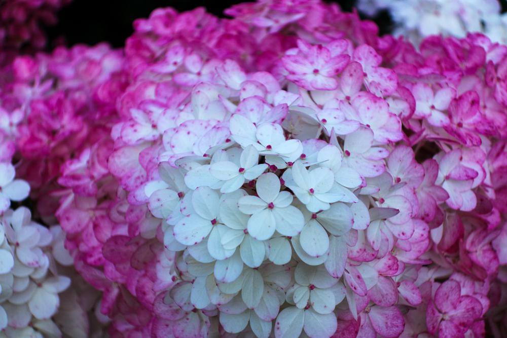 Hydrangea Flower Petals Krupnyj Plan Village Hydrangea Flower Petals Krupnyj Plan Village