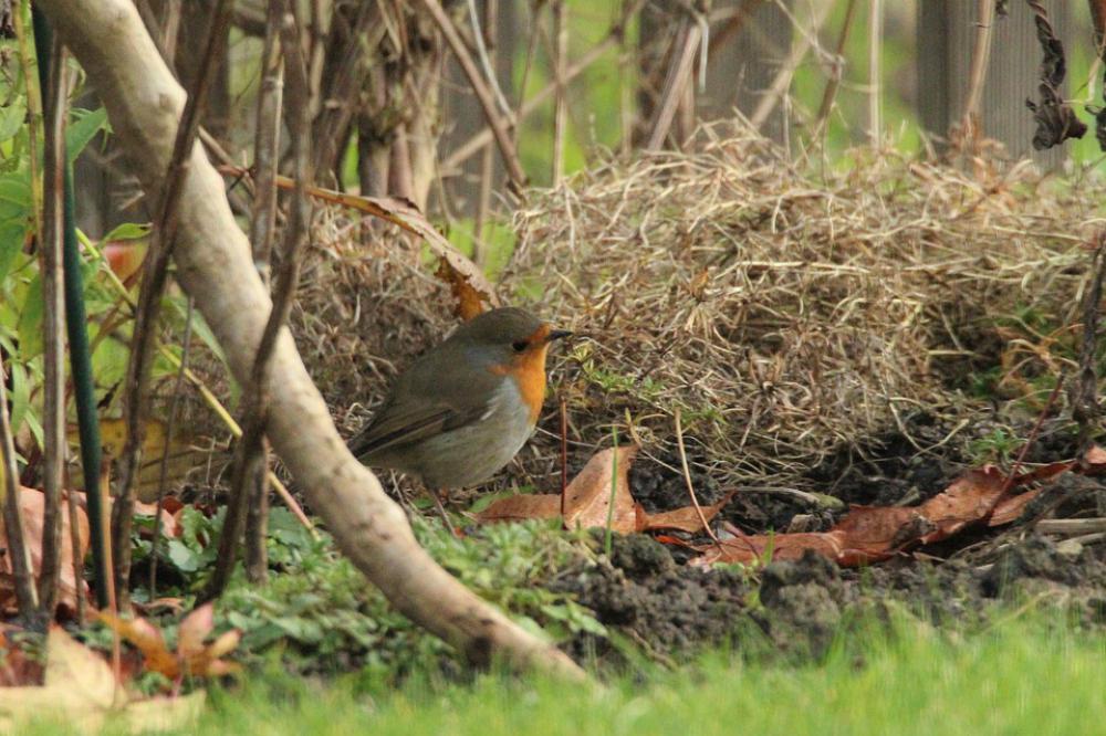 Robin Garden Fence Autumn Small Tele Sitting Robin Garden Fence Autumn Small Tele Sitting
