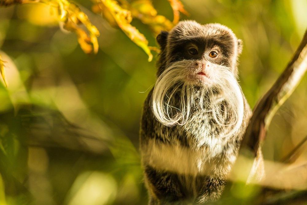 Animal Monkey Mammal Zoo Animal World Primate Animal Monkey Mammal Zoo Animal World Primate