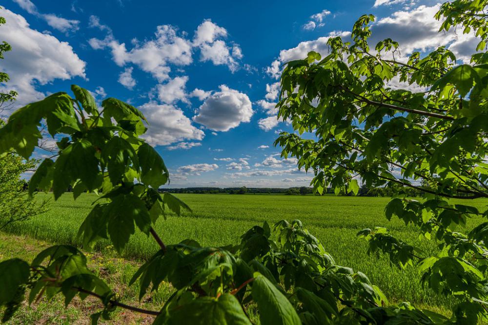 Summer Landscape Nature Sky Clouds Field Green Summer Landscape Nature Sky Clouds Field Green