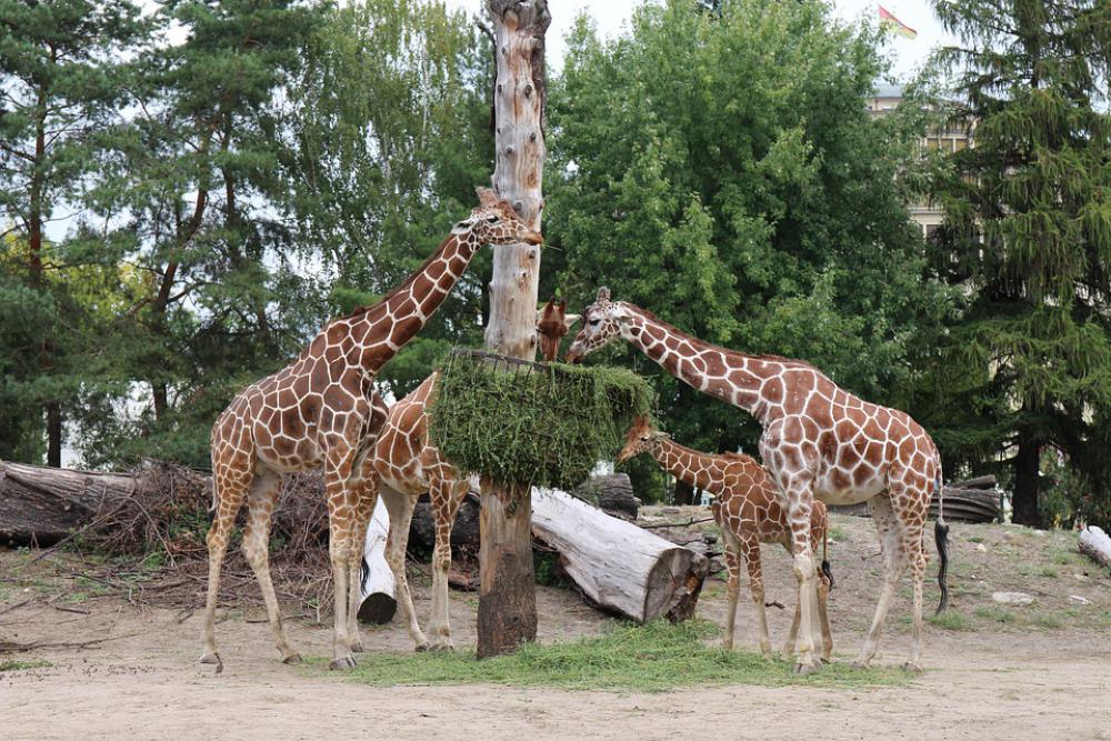 Giraffe Zoo Wrocław Tall Roślinożerna Dim Africa Giraffe Zoo Wrocław Tall Roślinożerna Dim Africa