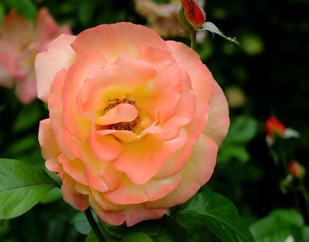 Flower Garden June Pink The Petals Closeup Flower Garden June Pink The Petals Closeup
