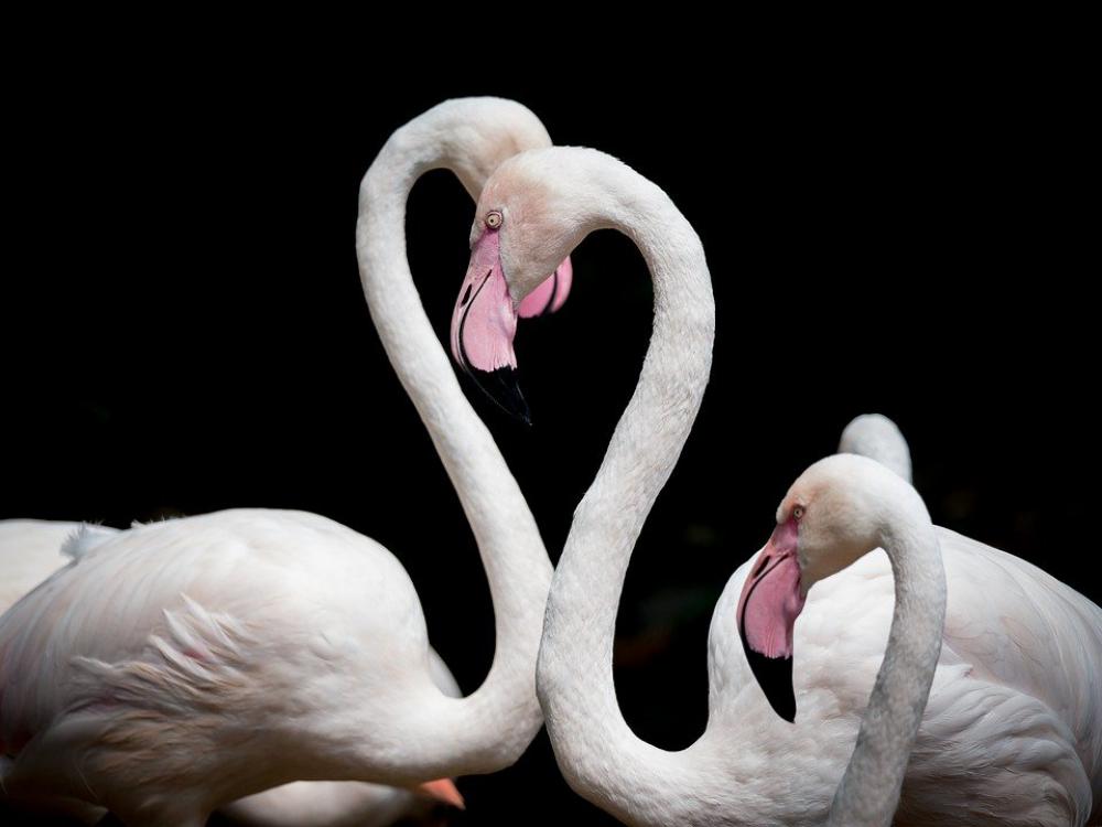 Flamingo Bird Love Animal Pink Animal World Flamingo Bird Love Animal Pink Animal World