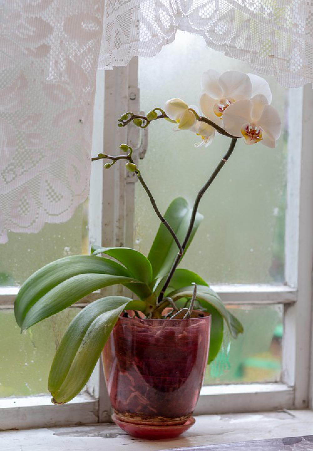 Orchid Flowers Exotic Flora Bloom Orchid Flowers Exotic Flora Bloom
