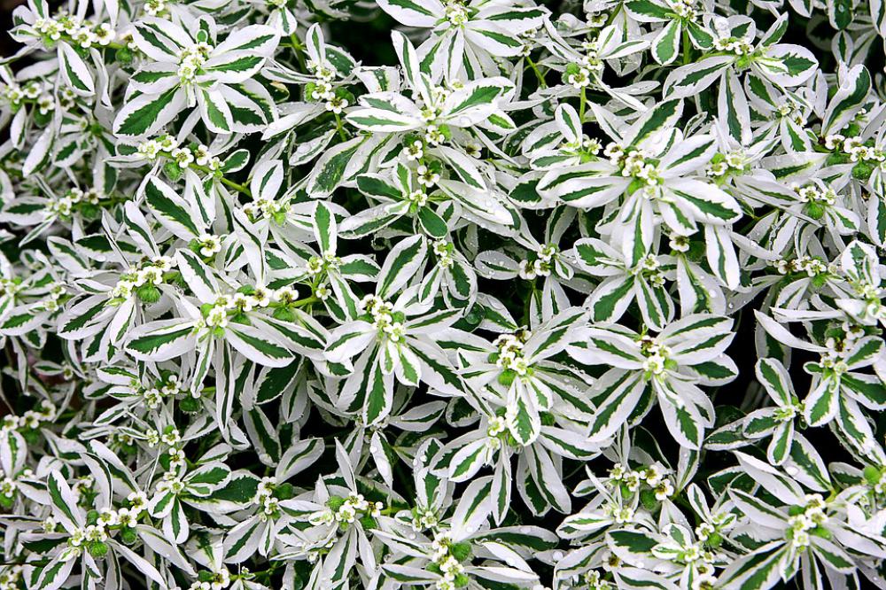 Flowers A Flower Garden Garden Nature Plants Flowers A Flower Garden Garden Nature Plants
