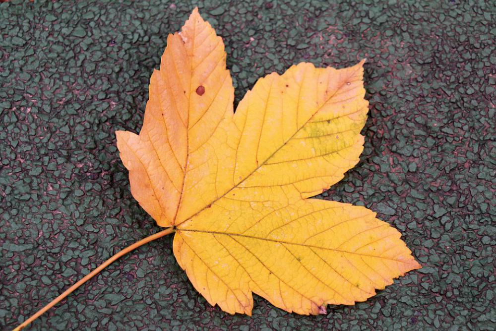 Autumn Season Yellow Leaf On The Ground Colorful Autumn Season Yellow Leaf On The Ground Colorful