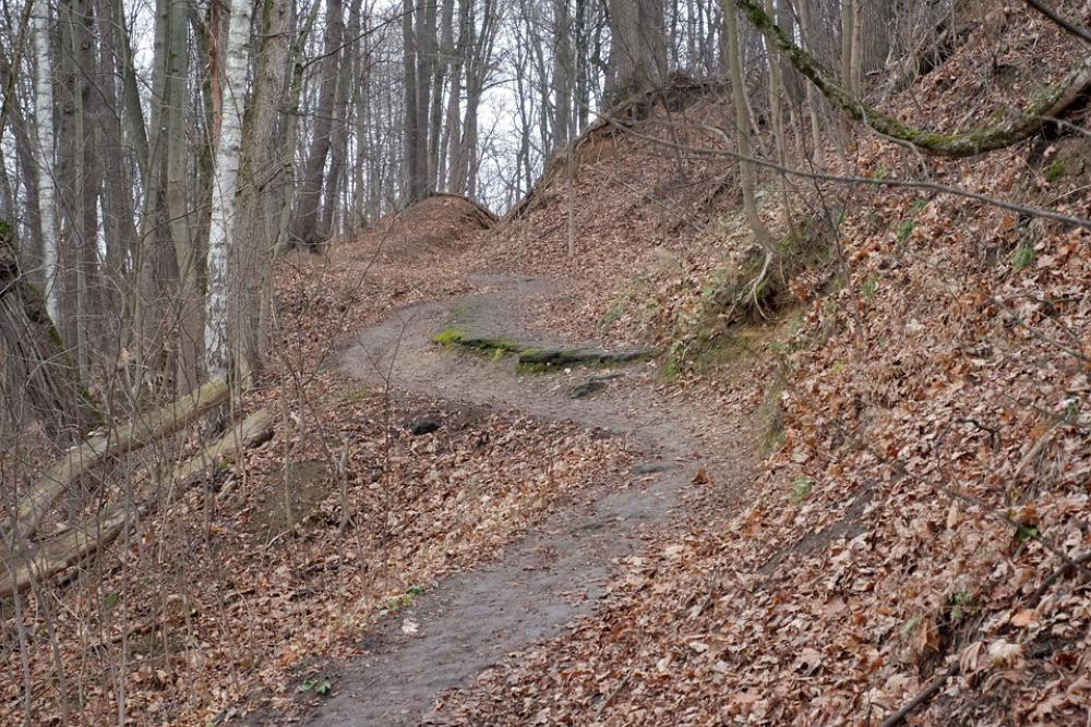 Forest Path Nature Trees Leaves Landscape The Way Forest Path Nature Trees Leaves Landscape The Way