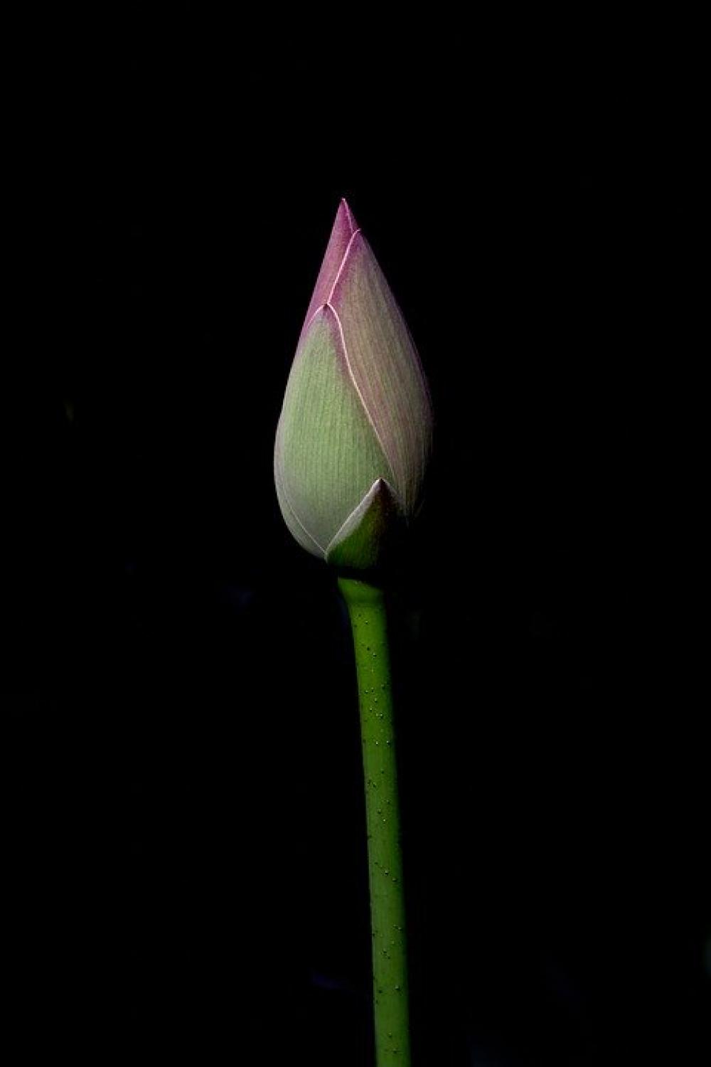 Flower Lotus Nature Flowers Spring Pink Plants Flower Lotus Nature Flowers Spring Pink Plants