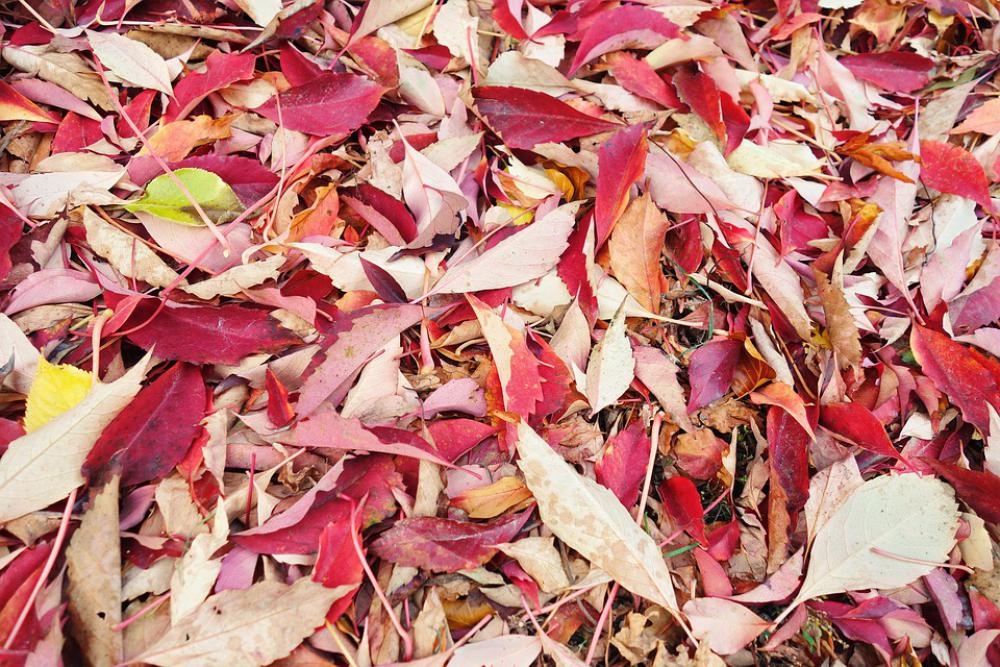 Leaves Autumn Colorful Nature Forest Fall Foliage Leaves Autumn Colorful Nature Forest Fall Foliage