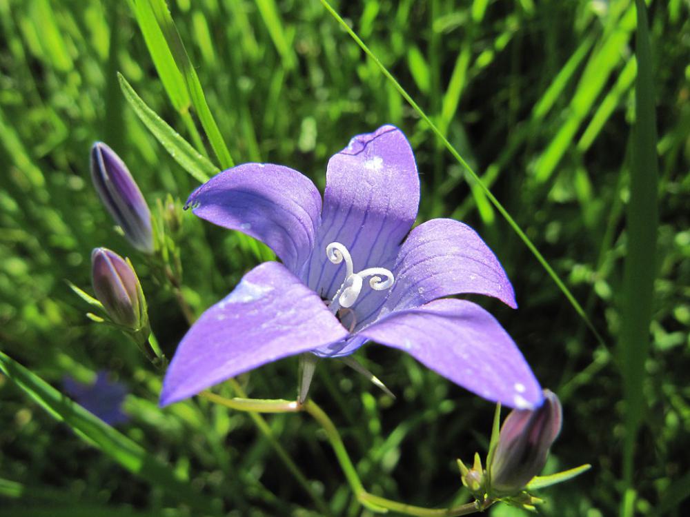 Flora Flower Blooming Flora Flower Blooming