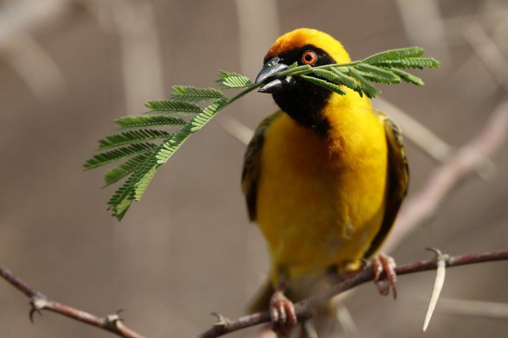 Bird Yellow Botswana Widahfinken Feather Plumage Bird Yellow Botswana Widahfinken Feather Plumage