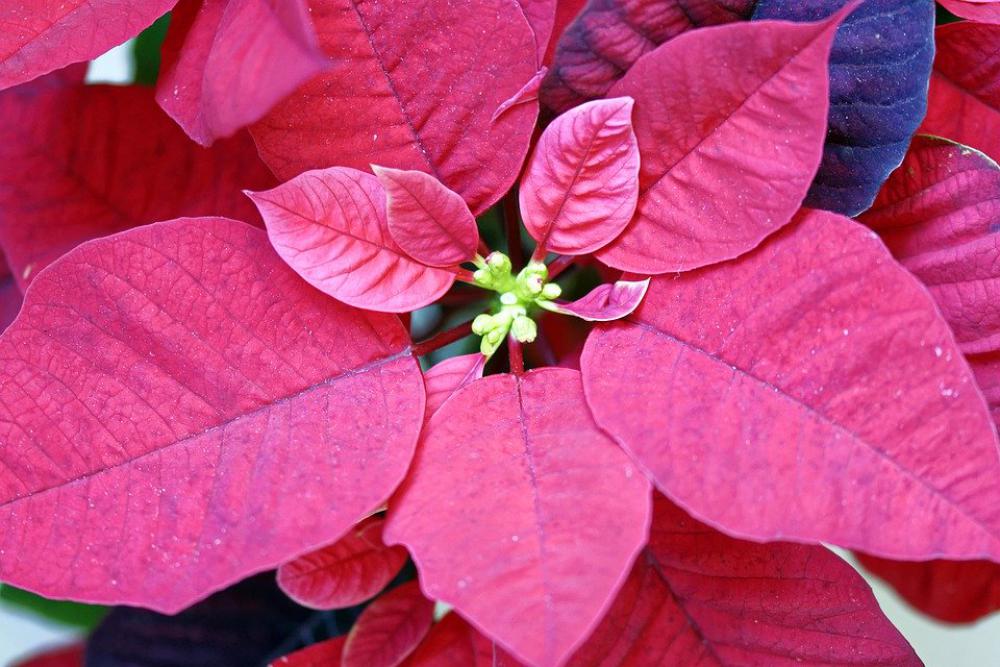Flowers Leaves Red Plants Decorative Interior Flowers Leaves Red Plants Decorative Interior