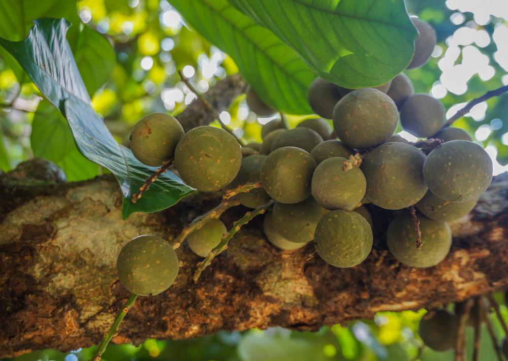 Fruit Lanzones Duku Tree Tropical Nature Fruit Lanzones Duku Tree Tropical Nature