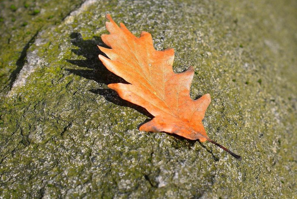 Leaf Nature Stone Brown Grain Shadow Leaf Nature Stone Brown Grain Shadow