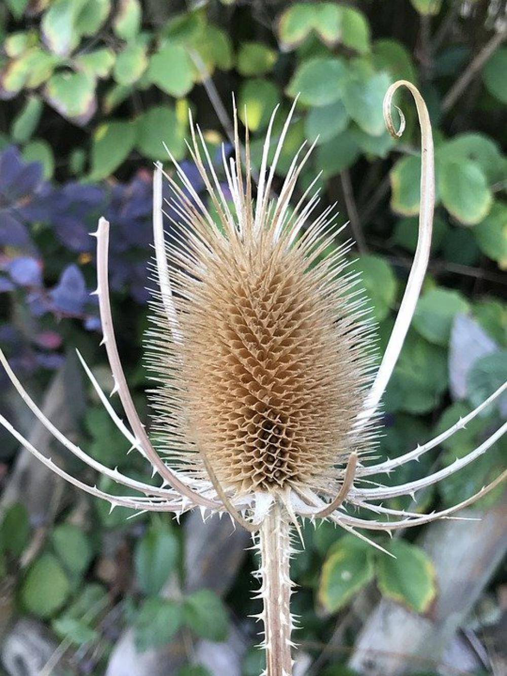 Thistle Plant Nature Prickly Summer Thistle Plant Nature Prickly Summer
