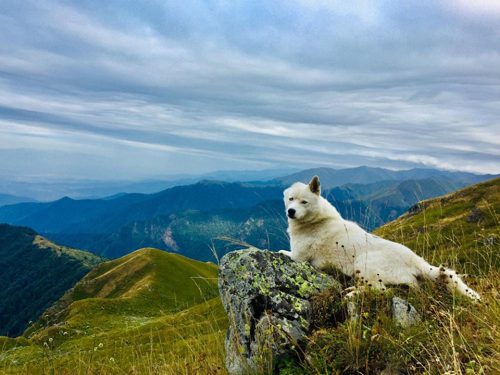 Dog Animal Husky Nature Animal Picture Mountains Dog Animal Husky Nature Animal Picture Mountains