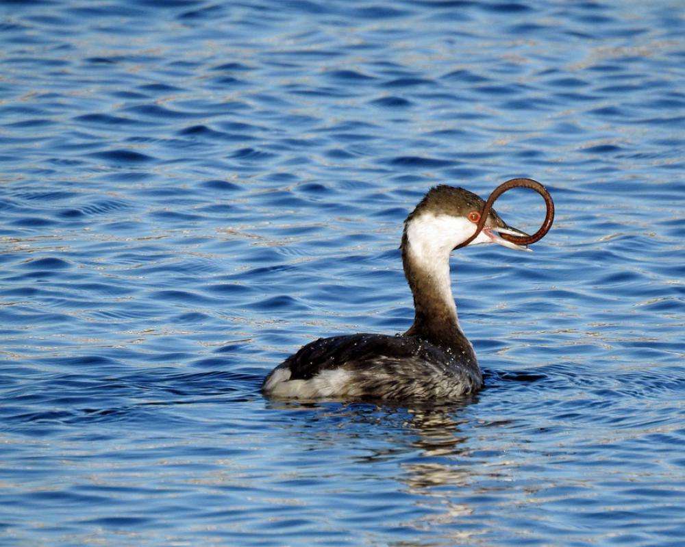 Grebe Eel Nature Wildlife Bird Grebe Eel Nature Wildlife Bird