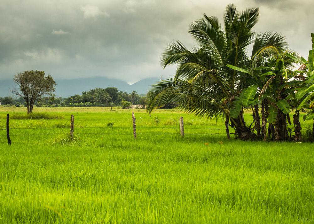 Asia Rice Fields View Landscape Nature Green Asia Rice Fields View Landscape Nature Green
