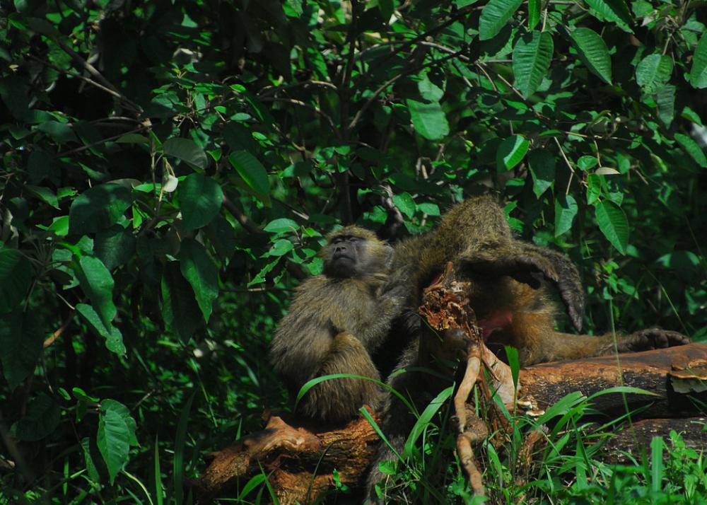 Baboon Monkey Nature Primate Ape Evolution Africa Baboon Monkey Nature Primate Ape Evolution Africa