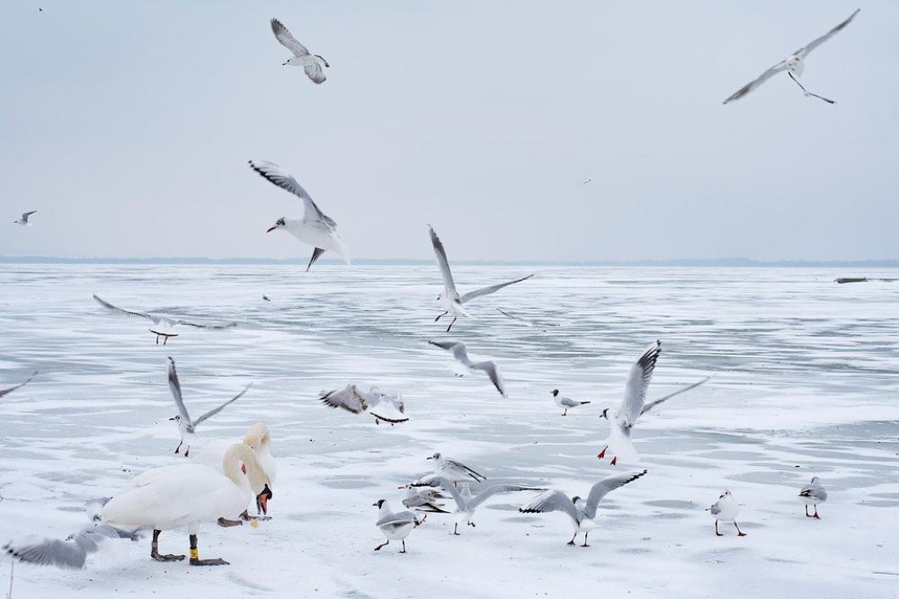 Lake Balaton Winter Swan Seagull Ice Lake Nature Lake Balaton Winter Swan Seagull Ice Lake Nature