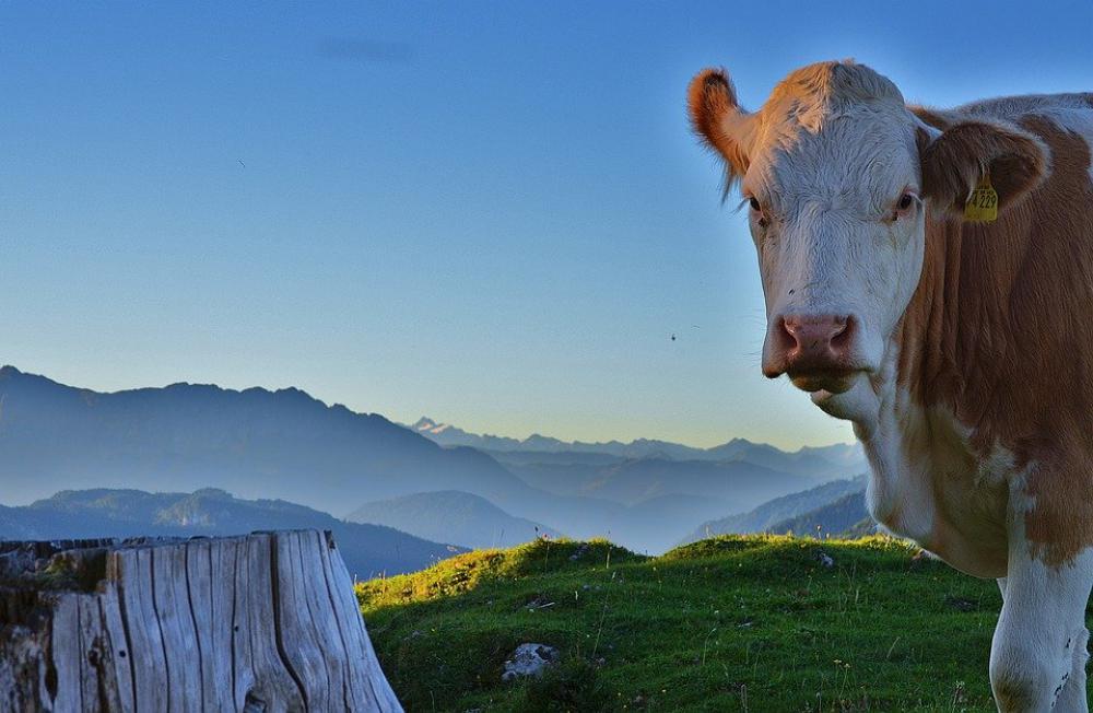 Cow Mountains Alpine Meadow Cattle Livestock Cow Mountains Alpine Meadow Cattle Livestock