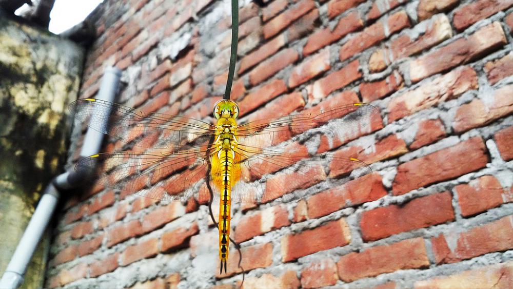 Dragonfly Fly On Wire Resting Top Of Bug Bug Dragonfly Fly On Wire Resting Top Of Bug Bug