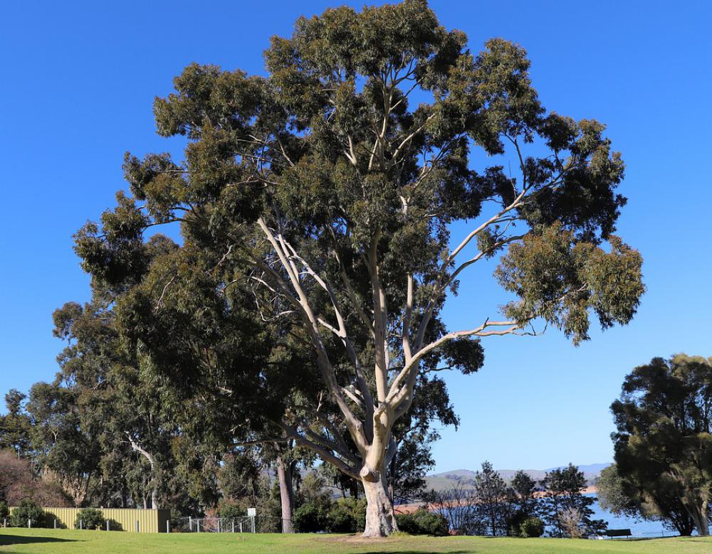 Landscape Australian Scenery Gum Tree Countryside Landscape Australian Scenery Gum Tree Countryside