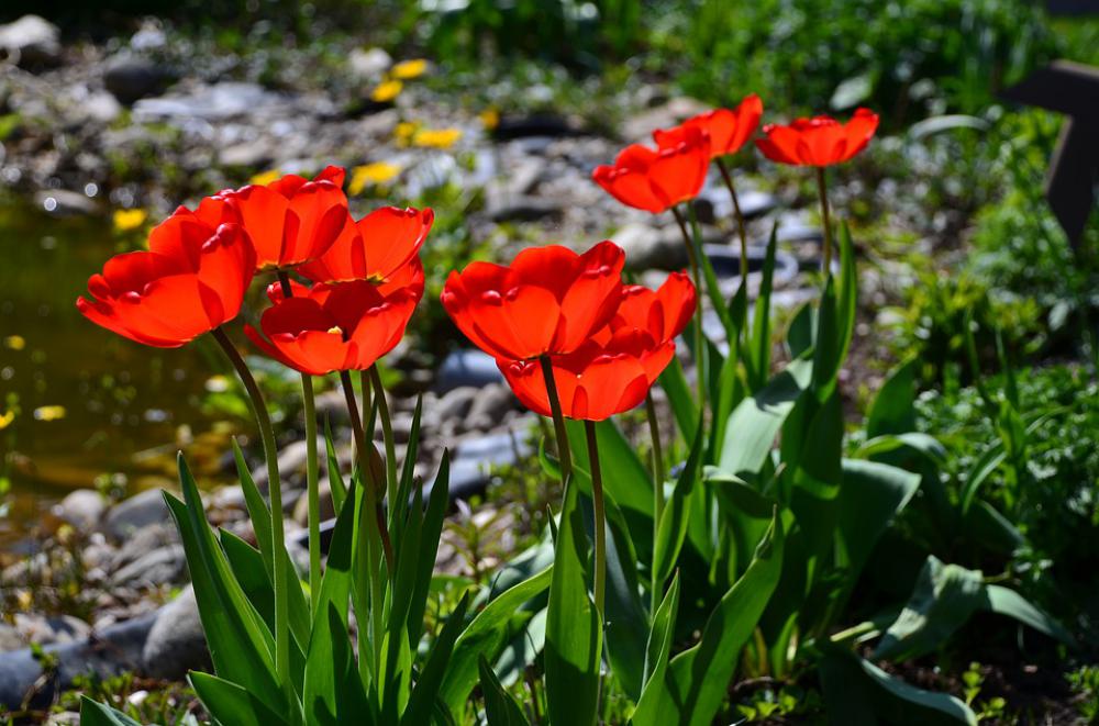 Tulip Garden Flowers Red Bloom Tulip Garden Flowers Red Bloom