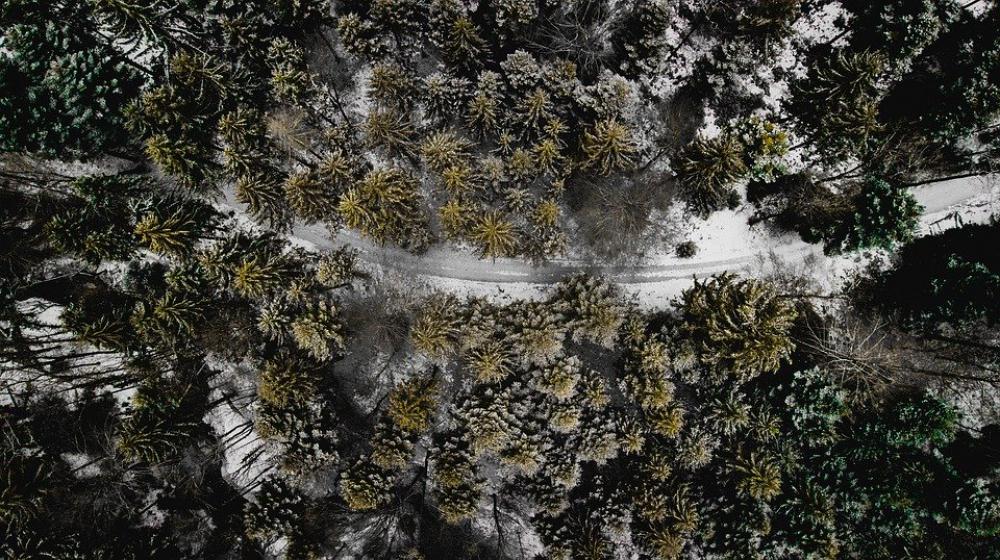 Forest Drone Landscape Air Trees Green Top Snow Forest Drone Landscape Air Trees Green Top Snow
