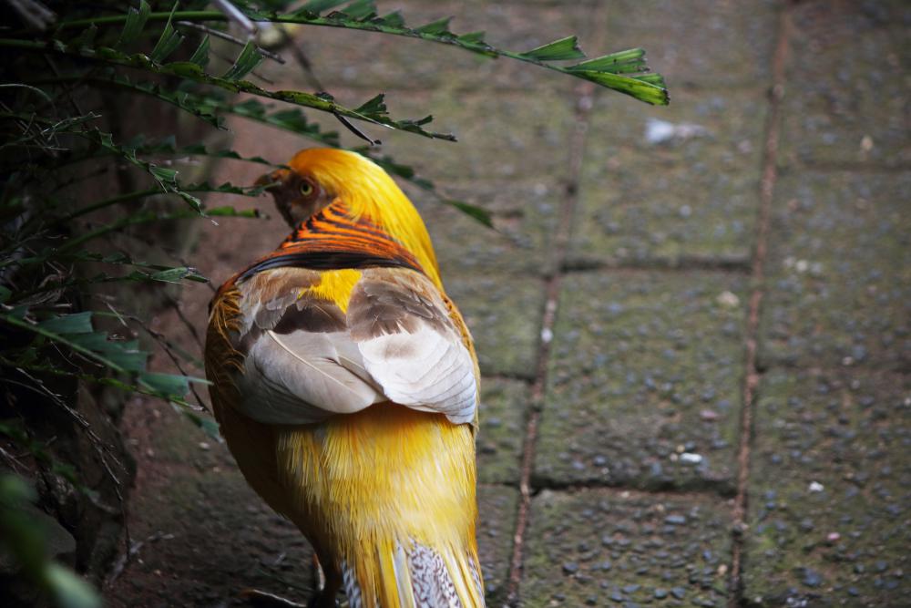 Vivid Colours Of Golden Pheasant Vivid Colours Of Golden Pheasant
