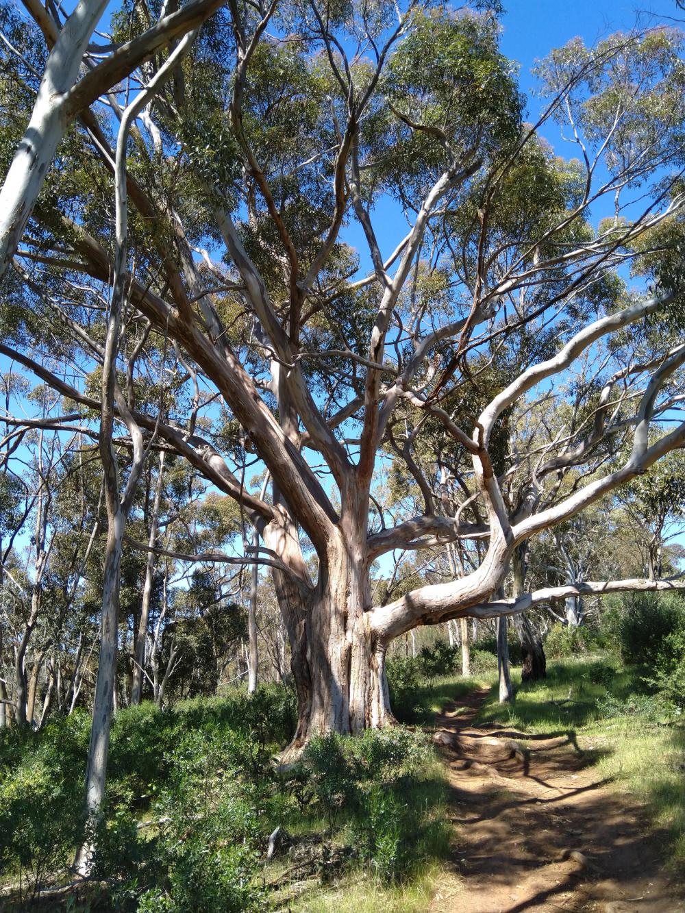 Tree Tree