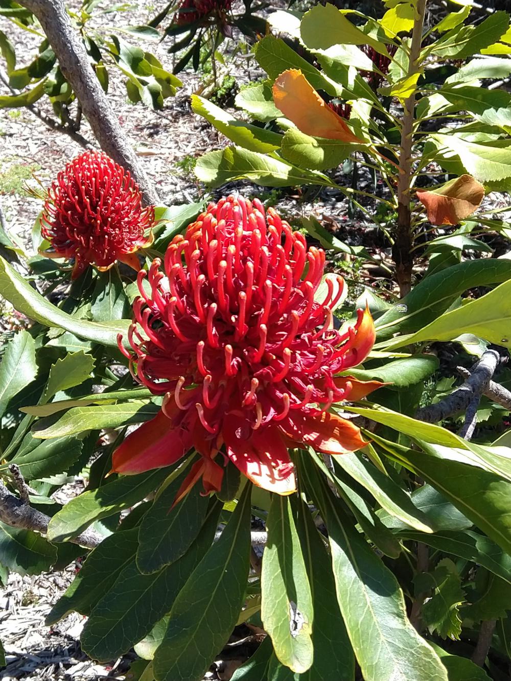 Waratah Waratah