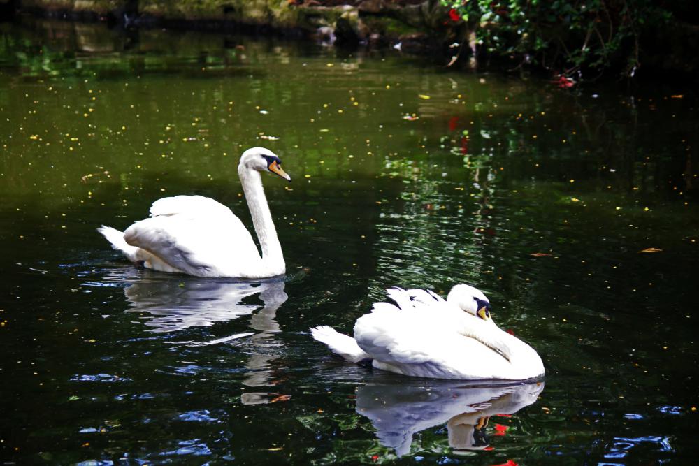 Two White Swans Swimming Around Two White Swans Swimming Around