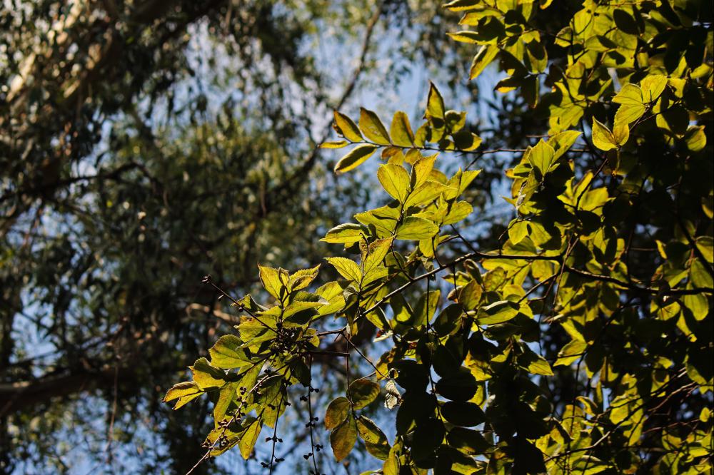 Sunlight On White Stinkwood Leaves Sunlight On White Stinkwood Leaves